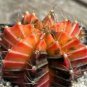 Rare Lithops Plants 24 Kinds of Cactus Plants Organic Garden Succulents Bonsai 200 Seeds