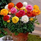 Ranunculus Asiaticus Flower 200 Seeds