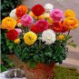 Ranunculus Asiaticus Flower 200 Seeds