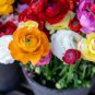 Ranunculus Asiaticus Flower 200 Seeds