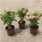 Adenium Obesum Bonsai Exotic Desert Rose Flowers Balcony Desert Rose Bonsai 10 Seeds