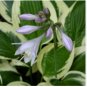 Hosta Seed Perennials Plantain Lily Flower White Lace 200 Seeds