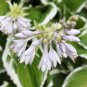 Hosta Seed Perennials Plantain Lily Flower White Lace 200 Seeds