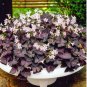 Red Oxalis Versicolor Flores Bons&Atilde;&iexcl;i 200 Seeds