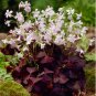 Red Oxalis Versicolor Flores Bons&Atilde;&iexcl;i 200 Seeds