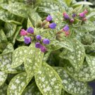 Pulmonaria (Lungwort) officinalis 100 Seeds