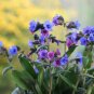Pulmonaria (Lungwort) officinalis 100 Seeds