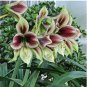 True Amaryllis Plant Beautiful Flowers Rare 200 Seeds