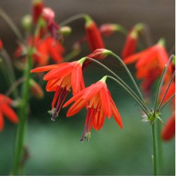 Bessera Elegans Gorgeous Coral Drops Flower 6 Seeds
