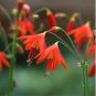 Bessera Elegans Gorgeous Coral Drops Flower 6 Seeds