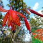 Bessera Elegans Gorgeous Coral Drops Flower 6 Seeds