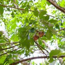 Rubber Tree Semente 8 Seeds