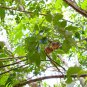 Rubber Tree Semente 8 Seeds