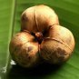 Rubber Tree Semente 8 Seeds