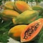 Papaya Rare Yellow Natural Tropical Dwarf Waimanalo Fruit 800 Seeds