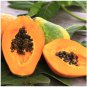 Papaya Rare Yellow Natural Tropical Dwarf Waimanalo Fruit 800 Seeds