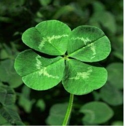Love Bonsai Four Leaf Clover Family Indoor Vase Garden Flower 200 Seeds