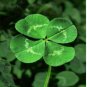Love Bonsai Four Leaf Clover Family Indoor Vase Garden Flower 200 Seeds
