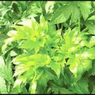 Ashitaba Plant 80 Seeds