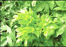 Ashitaba Plant 80 Seeds