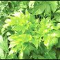 Ashitaba Plant 80 Seeds