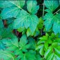 Ashitaba Plant 80 Seeds