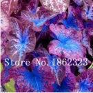 Exotic Thailand Caladium Bicolor Bonsai Balcony Burnt Rose Elephant Ear Flower 200 Seeds