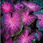 Exotic Thailand Caladium Bicolor Bonsai Balcony Burnt Rose Elephant Ear Flower 200 Seeds