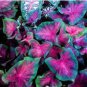 Exotic Thailand Caladium Bicolor Bonsai Balcony Burnt Rose Elephant Ear Flower 200 Seeds
