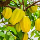 Imported Carambola 200 Seeds