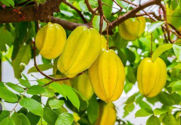 Imported Carambola 200 Seeds