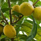Lucuma Nervosa Egg Yolk Fruit 20 Seeds