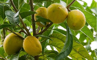 Lucuma Nervosa Egg Yolk Fruit 20 Seeds