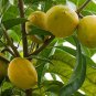 Lucuma Nervosa Egg Yolk Fruit 20 Seeds