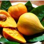 Lucuma Nervosa Egg Yolk Fruit 20 Seeds