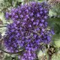 Rare Trachelium Caeruleum 100 Seeds