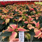 Imported Poinsettia DIY Potted Colorful Flower 200 Seeds