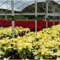 Imported Poinsettia DIY Potted Colorful Flower 200 Seeds