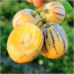Ginseng Fruit Plant Vegetables Ornamental Funny 200 Seeds