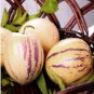 Ginseng Fruit Plant Vegetables Ornamental Funny 200 Seeds