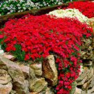 Red Creeping Thyme Bonsai 600 Seeds