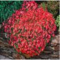 Red Creeping Thyme Bonsai 600 Seeds