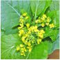 Brassica Compestris 200 Seeds