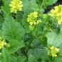 Brassica Compestris 200 Seeds