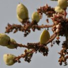 Boswellia serrata Indian Frankincense Salai Guggal 10 Seeds