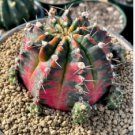 Exotic Japanese Bonsai Cactus Succulents Succulents Flower Indoor Plants 200 Seeds