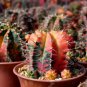 Exotic Japanese Bonsai Cactus Succulents Succulents Flower Indoor Plants 200 Seeds