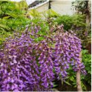 Climbing Wisteria Flower Courtyard Garden Flowers Japanese Wisteria Fresh Viable 40 Seeds