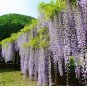 Climbing Wisteria Flower Courtyard Garden Flowers Japanese Wisteria Fresh Viable 40 Seeds