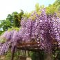 Climbing Wisteria Flower Courtyard Garden Flowers Japanese Wisteria Fresh Viable 40 Seeds